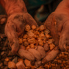 Cuando el oro brilla, pero la producción se apaga